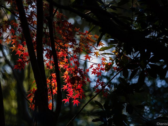 滿農池森林公園の紅葉
