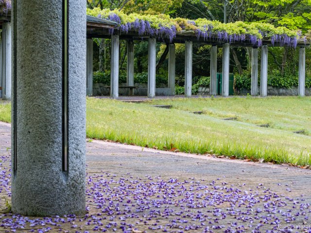 香川用水記念公園の藤棚２