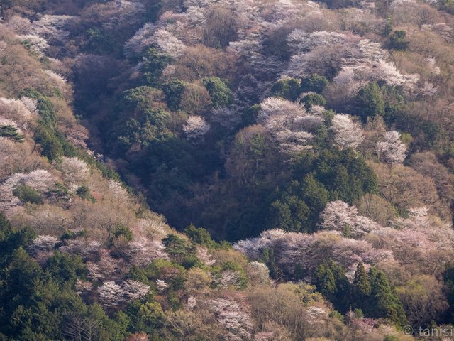 江畑の山桜