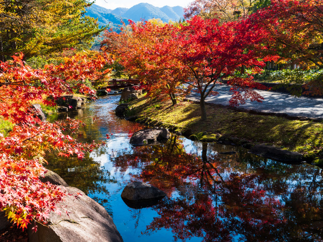 香川用水記念公園の紅葉