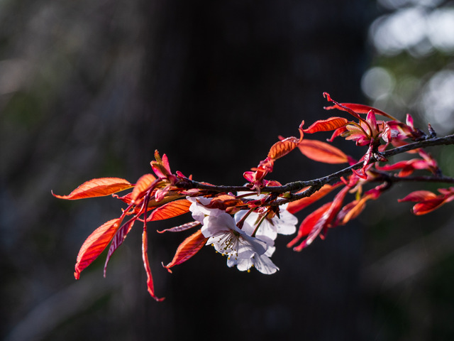 早咲きの山桜