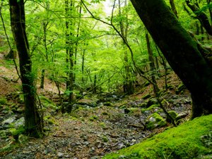深山幽谷の源流
