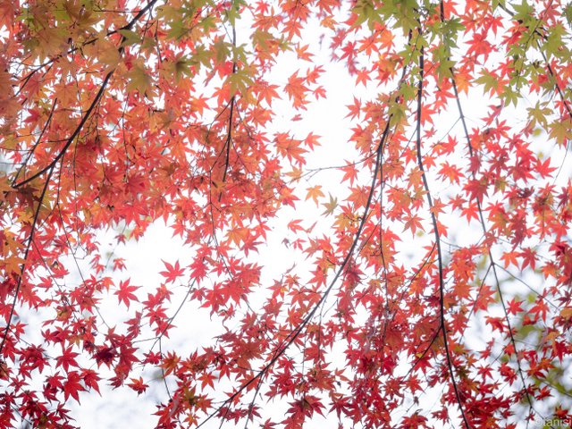 祖谷川沿いの紅葉
