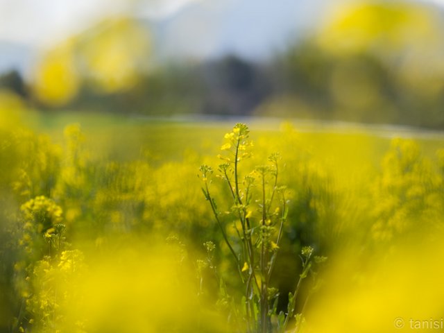 菜の花畑　中山地区