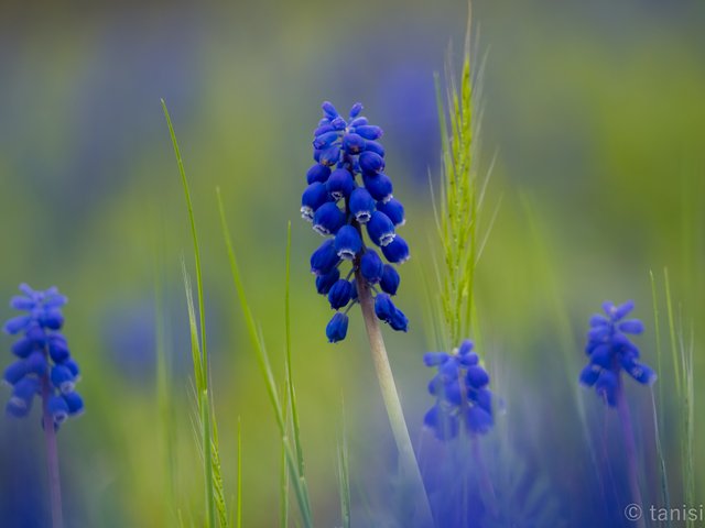 運動公園の花々