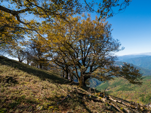大ボシ山　大ブナの黄葉見物
