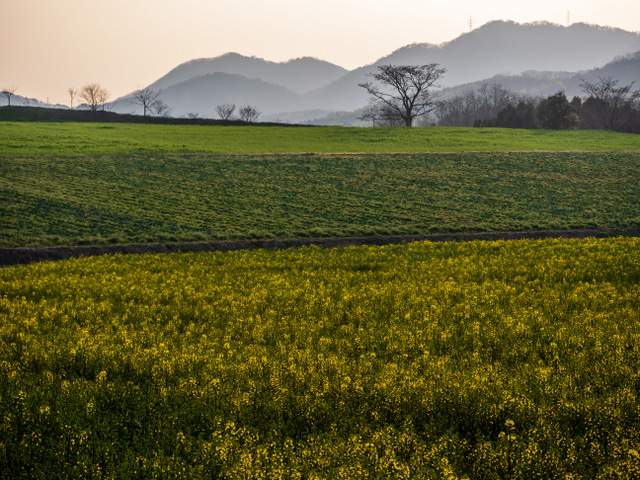 中山地区　菜の花畑