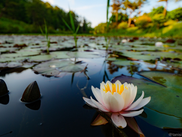 黒沢湿原の花