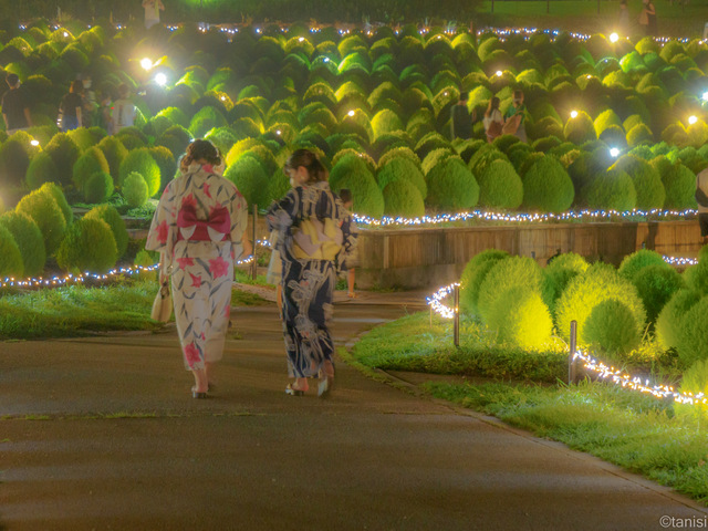 まんのう公園　コキアライトアップ
