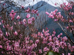 春はアケボノツツジ