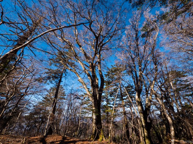 『原始林』改め『原生林』のブナ