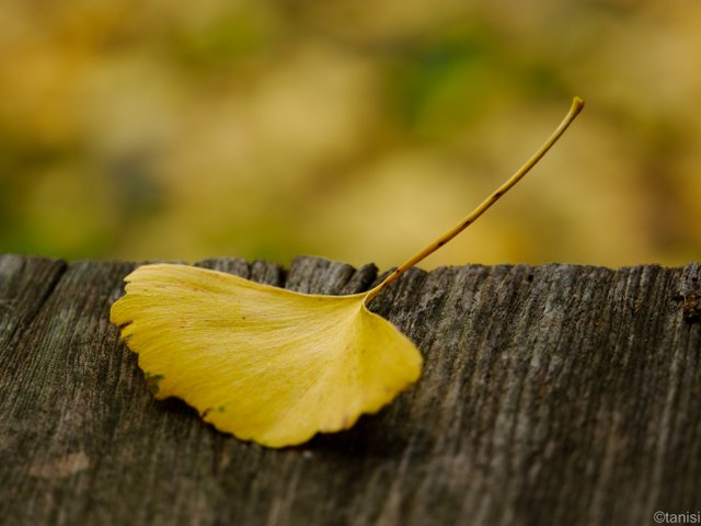 釈迦堂のイチョウ