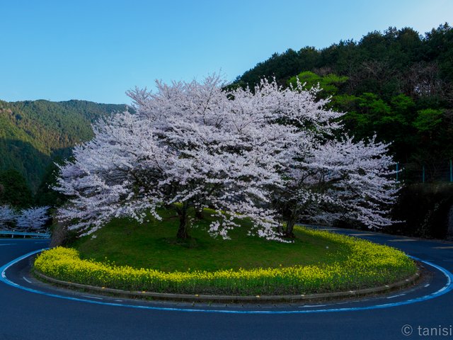 菜の花とサクラ