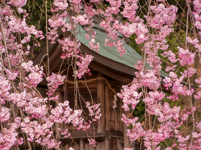 しだれ桜