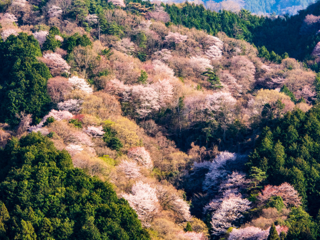 山桜