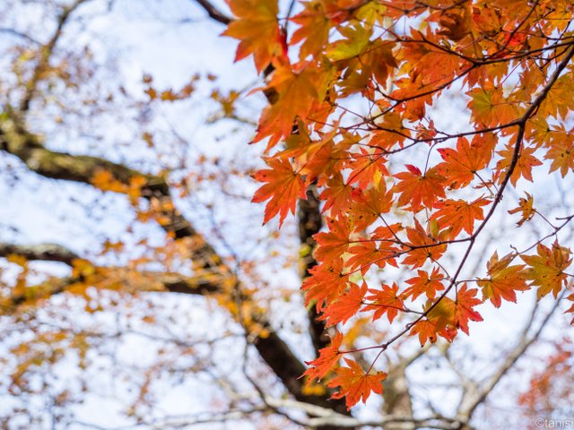 P1476からの紅葉