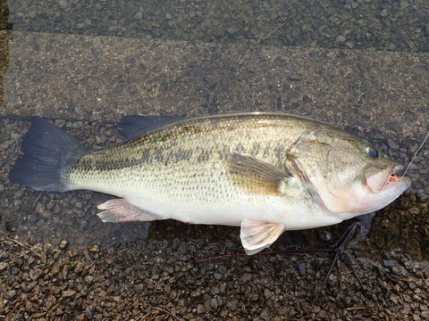 もっこく池 ブラックバス